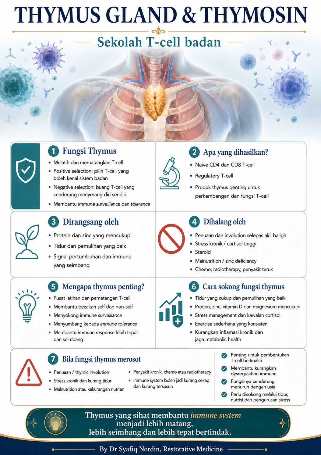 Thymus Gland infographic